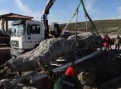 В Греции нашли окаменелое дерево возрастом 20 миллионов лет (фото, видео)
