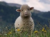 Ученые скрестили человека и овцу