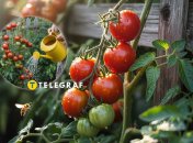 Помидоры нужно удобрять в августе