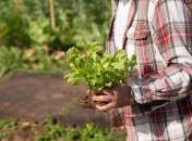 Ці рослини ідеально підходять для вирощування у вересні