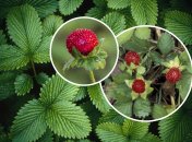 Это растение используется как декоративное