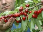 Вишня снижает риск приступов подагры