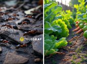 Мурахи забудуть дорогу до вашого саду та городу