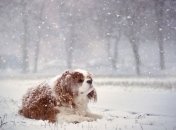 Погода в Украине на 21 января: облачно, местами снег