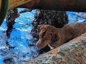 В Таиланде спасли собаку в 220 км от берега: трогательное видео 