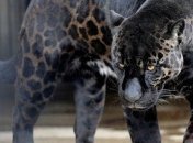 Мир находится на грани очередного великого вымирания видов