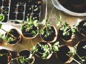 Чим удобрити рослини для швидкого зростання