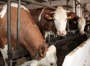 В текущем году запланировали поддержать 170 семейных ферм