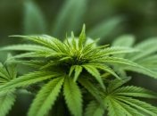 Большинство жителей Грузии против легализации в стране марихуаны