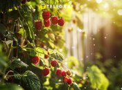 Малина потребує правильного підживлення (зображення створено за допомогою ШІ)