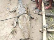 Жителі села в Індії взяли крокодила в "заручники" і зажадали викуп