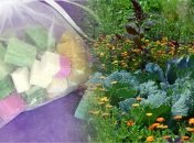 Польза старых кусочков мыла для урожая