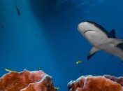 Глубоководным обитателям мирового океана грозит массовое вымирание