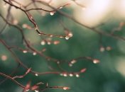 Прогноз погоды в Украине на 3 апреля: похолодание принесет дождь с мокрым снегом