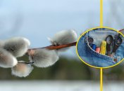 Ветка вербы