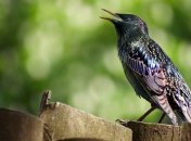 В зоопарке китайцы научили скворца нецензурно выражаться