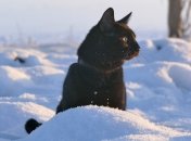 Где ждать снега в феврале