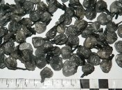 В Киеве задержали очередного наркоторговца (Видео)