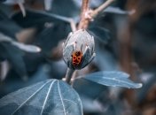 Яркое насекомое поможет избавиться от вредителей