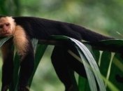 Почему человек имеет большой мозг?