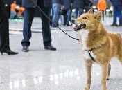 Какие собаки смогут распознать коронавирус по запаху и почему их нельзя купить (Фото)