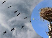 Аисты на столбе