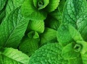 Какими целебными свойствами обладает мята