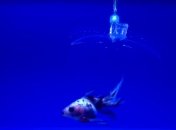 Уникальный невидимый робот аккуратно ловит маленьких рыбок (Видео)