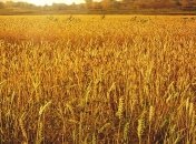 55 тысяч тонн зерна собрали в Житомирской области