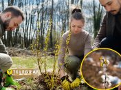 Як захистити дерева в саду від заморозків