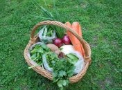 Кошик з морквою, цибулею, зеленню, картоплею та капустою