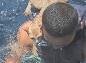 Моряки на своих спинах спасли котов с горящего корабля: фото восхитили сеть