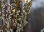 Листівки та картинки з наступаючою Вербною неділею 2021