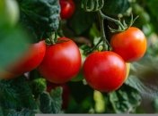 Чем удобрить ранний урожай томатов