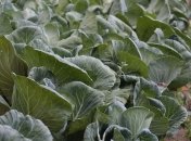 Варення допоможе позбавитися гусениць