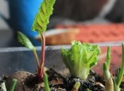 Лунный посевной календарь с 12 августа по 18 августа 2019 года