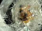 На Закарпатье СБУ разоблачила контрабанду более тонны янтаря