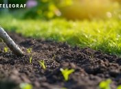 Газон потребує правильного догляду (зображення створено за допомогою ШІ)