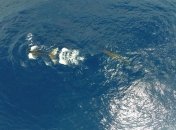 Невероятные существа нашей планеты (Фото)