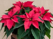Пуансеттия украсит любой интерьер