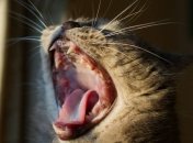 В Житомирской области бешеный кот покусал маленьких детей