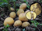 Черные пятна на картофеле - это антракноз