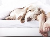 Мозг отбирает самую важную информацию во время сна 