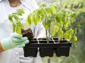 Рассада будет крепкой