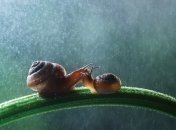 Фантазируем с детьми: веселые приключения улиток (ФОТО)