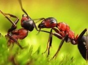 Неожиданное заявление: ученые рассказали новое открытие о муравьях