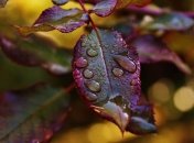 День Евдокии Свистуньи: приметы и обряды на 30 мая