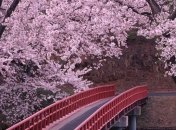 В Японии расцвела сакура