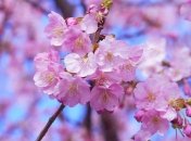 На Закарпатье с опозданием зацвела сакура: как выглядит эта красота (фото)