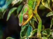 Подборка интересных фактов о хамелеонах